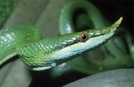 Cận cảnh loài rắn có sừng kỳ bí của VN - 3