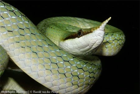 Cận cảnh loài rắn có sừng kỳ bí của VN - 6
