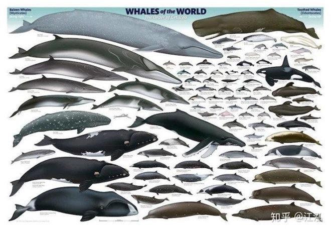Làm thế nào để cá voi có thể sống và cho con bú được ở dưới đại dương? - Ảnh 3.