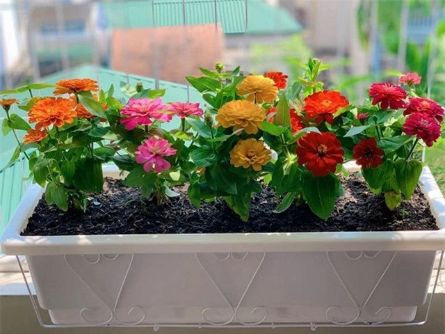 Ngắm ban công đầy hoa trong căn hộ của vợ chồng MC Hoàng Linh - 2
