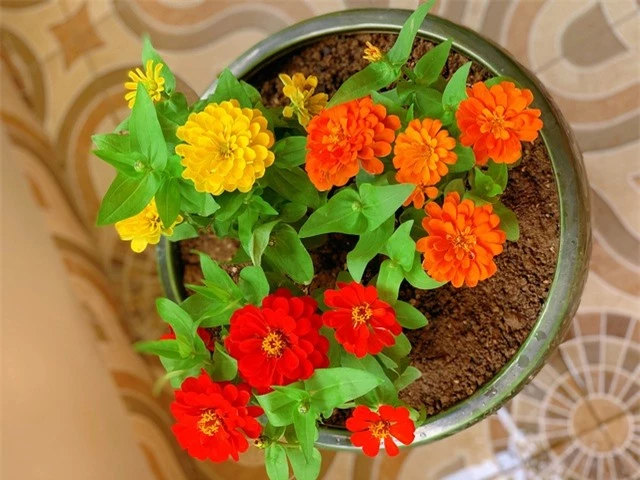 Ngắm ban công đầy hoa trong căn hộ của vợ chồng MC Hoàng Linh - 7