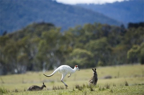 ngam ve dep ky la cua chu chuot tui bach tang o australia hinh 3