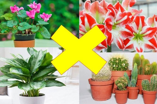 Những loại cây khiến thần Tài "cáu giận" bỏ đi, hung tinh được đà quấy phá