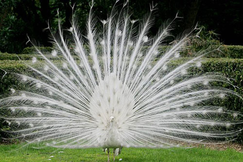 Chiêm ngưỡng những loài động vật bạch tạng cực kỳ quý hiếm trên thế giới