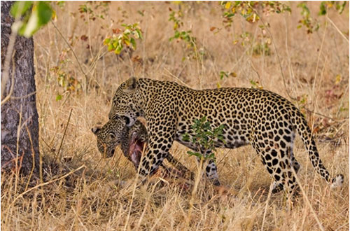 Cực hiếm: Báo lớn giết báo nhỏ, đem lên cây ăn thịt