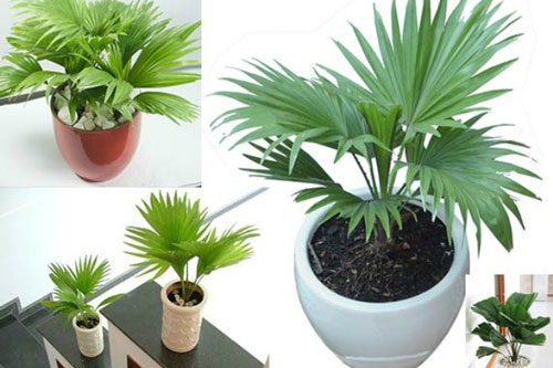 Trời nồm nhà đổ mồ hôi hãy trồng ngay những loại cây này giúp hút ẩm, diệt nấm mốc hiệu quả