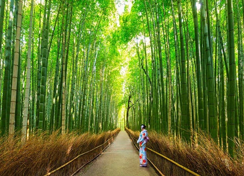 Đối với người Nhật, tre là biểu tượng của sức mạnh và nó thường được tìm thấy gần các ngôi đền để xua đuổi tà ác. Vì vậy, Kyoto "Thành phố của hàng vạn ngôi đền" là nơi có một khu rừng tre tuyệt đẹp…