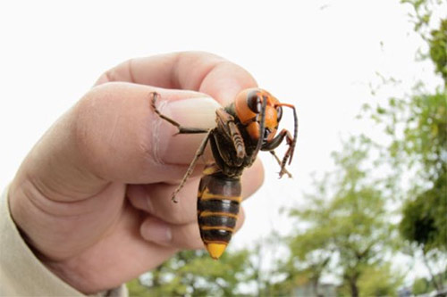 Những loài động vật bị đột biến trở nên khổng lồ