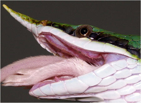 Cận cảnh loài rắn "mọc sừng" kỳ bí của Việt Nam