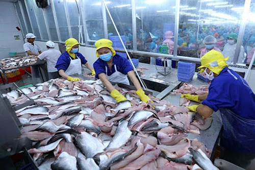 Xuất khẩu cá tra sang Asean sẽ hồi phục sau Covid-19 (Ảnh: Internet)
