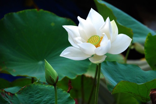 Đời người chỉ là nhìn hoa trong sương, nhìn trăng đáy nước