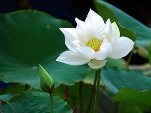 Đời người chỉ là nhìn hoa trong sương, nhìn trăng đáy nước
