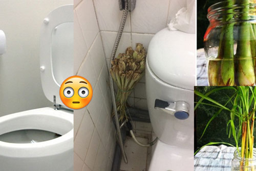 Chậu cây nên đặt trong nhà vệ sinh, đảm bảo khử sạch mùi hôi, muỗi gián cũng "khiếp sợ"