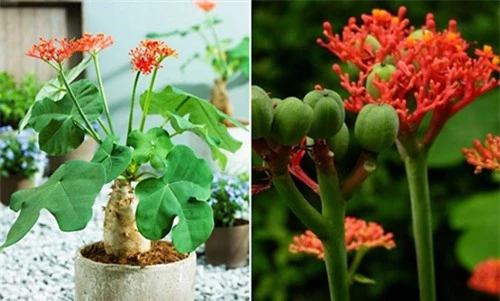 4 loài cây độc “vô tình” được trồng trong nhà - 4