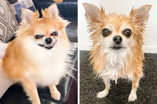 13 khoảnh khắc “biến hình” của thú cưng sau khi tắm