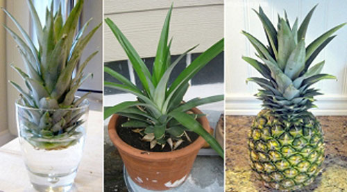 Ăn dứa đừng vội vứt ngọn, đem cắm vào cốc nước rồi xem điều tuyệt vời xảy ra