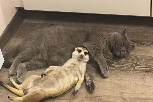 Tình bạn tuyệt đẹp giữa mèo và chồn đất khiến mọi "trái tim tan chảy"