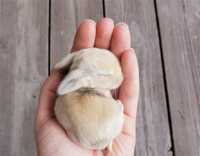 ngắm khoảnh khắc đáng yêu của động vật khi đi ngủ hình 14 ngam khoanh khac dang yeu cua dong vat khi di ngu hinh 14