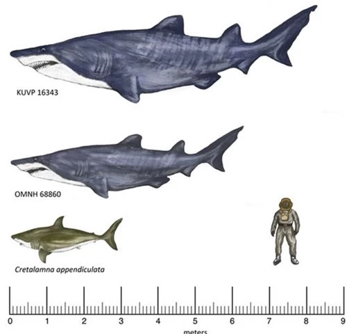 Tìm thấy “siêu cá mập” lớn tuổi hơn khủng long cổ đại - 1