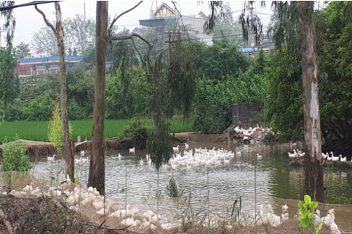 Thanh Hóa: Làm giàu từ mô hình nuôi vịt “sạch”