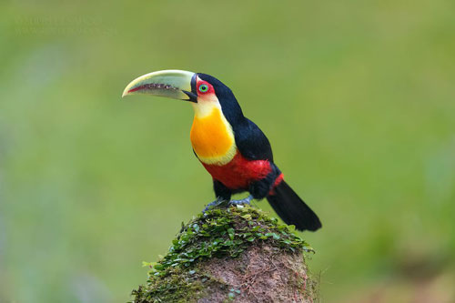 Vẻ đẹp diệu kỳ của những loài chim sặc sỡ trong các khu rừng ở Nam Mỹ