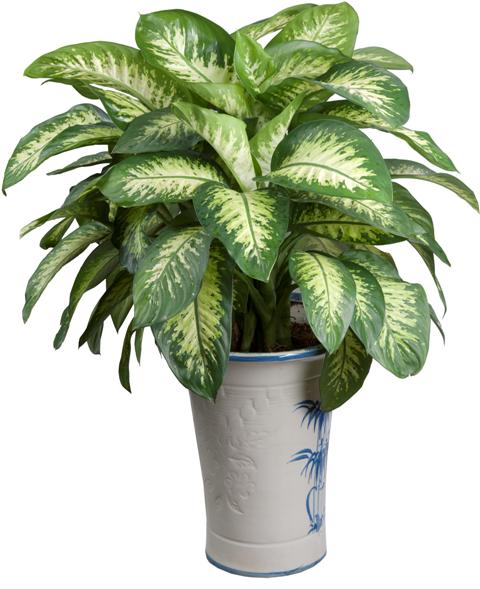 "Hơi thở của quỷ", vạn niên thanh gây độc chết người?