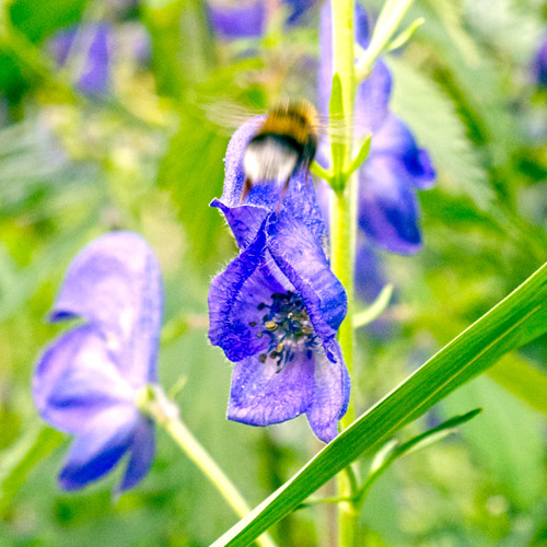 Chiêm ngưỡng loài hoa được mệnh danh là “Nữ hoàng độc dược” của Việt Nam