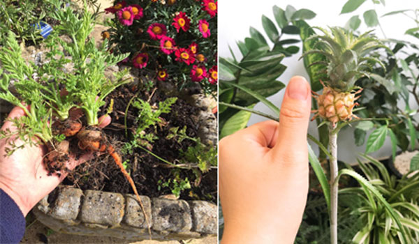Tận dụng cuống cà rốt, ngọn dứa để trồng, đến khi thu hoạch nhìn thành quả ai cũng phải phì cười