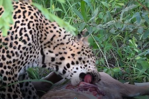 CLIP: Báo hoa mai ăn thịt linh dương Kudu