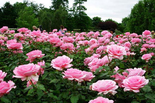 CLIP: Cách làm dung dịch tưới cây kích thích ra hoa từ nha đam