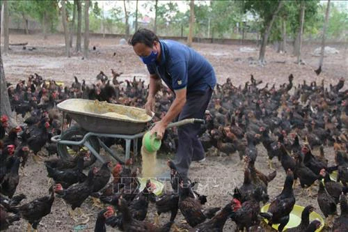 Ông Nguyễn Minh Lý chăm sóc đàn gà nuôi bằng thảo dược của gia đình. Ảnh: Hoàng Nhị - TTXVN