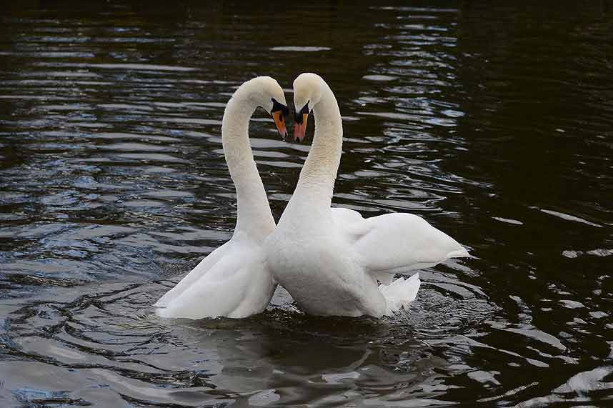Ảnh đẹp: Thiên nga tạo hình trái tim
