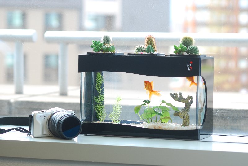 Bể cá kỵ đặt dưới bàn thờ, trong phòng ngủ