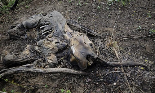 Con người đang tự đưa mình đến cuộc “đại tuyệt chủng” kinh hoàng bậc nhất