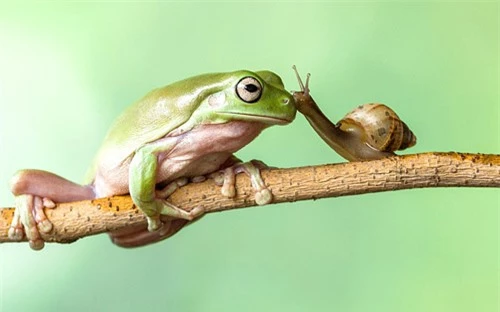 Ảnh đẹp: Ốc sên hôn ếch xanh - 2