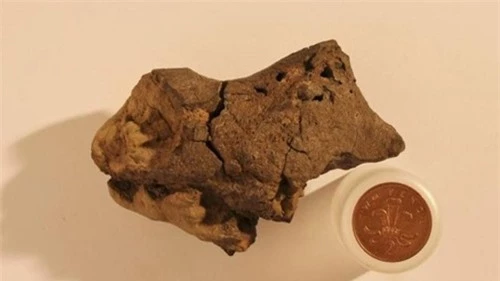 Viên đá lạ được xác định là hóa thạch não khủng long - 1