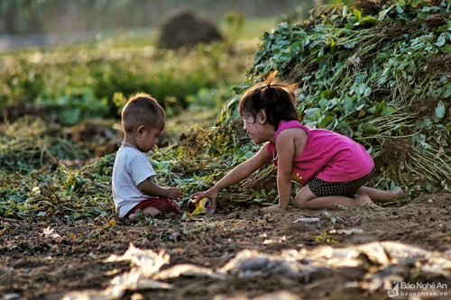 "Sân chơi" của nhiều em nhỏ mùa hè chính là thửa ruộng của gia đình mùa thu hoạch. Ảnh: Lê Thắng