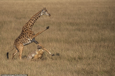 Hươu cao cổ 'tử chiến' với sư tử, cố cứu con non