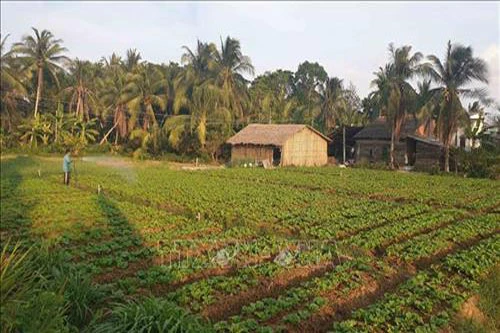 Diện tích trồng rau xà lách của gia đình ông Nguyễn Văn Chờ tại xã Hưng Mỹ, huyện Châu Thành. Ảnh: Thanh Hòa – TTXVN