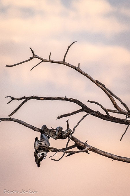 Trăn đá 'xơi' chim bói cá, đồng loại 'lơ đễnh' đứng nhìn