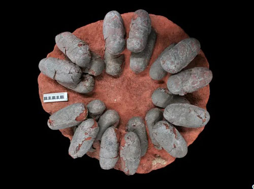 Trứng khủng long bay sống cách đây 66 triệu năm có màu gì?