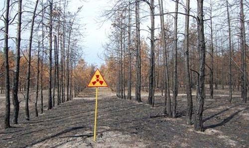 Chernobyl: Rừng cây chết kỳ lạ, 30 năm không phân hủy