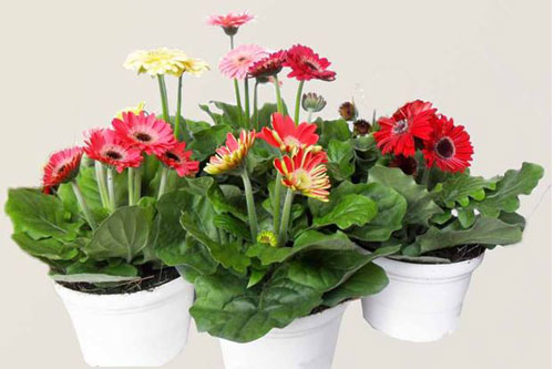 CLIP: Cách trồng và chăm sóc hoa đồng tiền