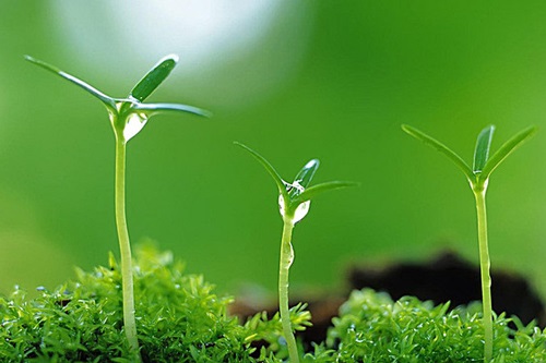 Nhân sinh một kiếp tưởng dài mà cũng chỉ gói trong 10 câu nói này