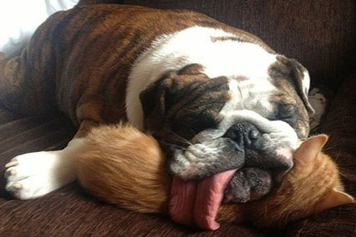 Chùm ảnh những khoảnh khắc “khó đỡ” của động vật khiến bạn phải “bật cười”