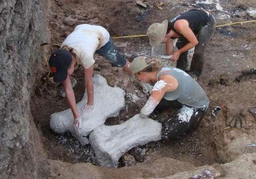 Phát hiện 22 con lười khổng lồ được bảo quản trong phân của chính chúng