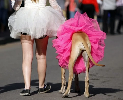 Ảnh đẹp: Chó mặc váy đi diễu hành - 11