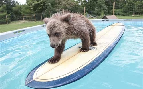 Ảnh đẹp: Gấu nâu trổ tài lướt ván - 8
