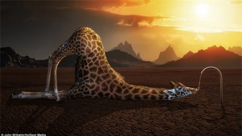 Ảnh đẹp: Thế giới động vật qua Photoshop - 2