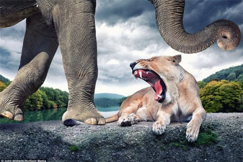 Ảnh đẹp: Thế giới động vật qua Photoshop - 6